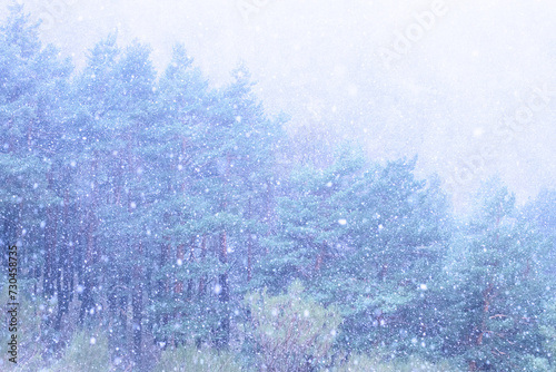 Serene snowfall in a misty coniferous forest photo