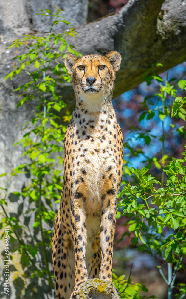 Sitting cheetah. Close-up view of big cat and the fastest land animal. Sitting cheetah. Close-up view of big cat and the fastest land animal.