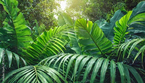 Nature leaves, green tropical forest, backgound concept 