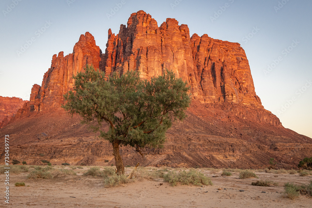 Desert landscape in the Prince Mohammed bin Salman Natural Reserve.