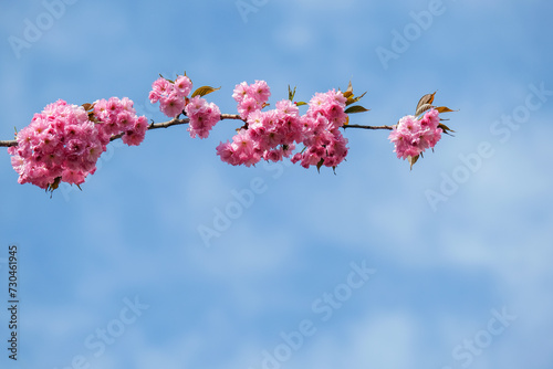 sakura bloom, Japanese cherry, spring tree flowers, spring blossom, Prunus serrulata photo