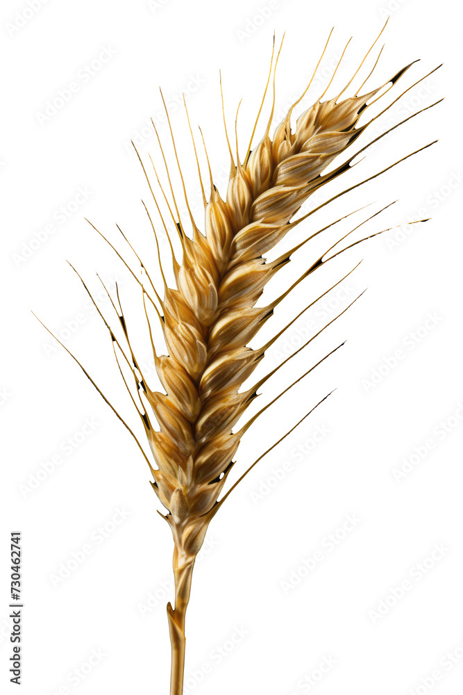 Golden Wheat Ear Isolated on Transparent Background - High-Resolution PNG Golden Wheat Ear Isolated on Transparent Background - High-Resolution PNG