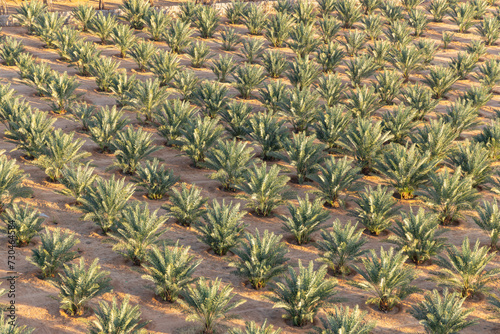 Obraz na płótnie Date palm farm in the Saudi Arabian desert, seen from a hot air balloon. w salonie