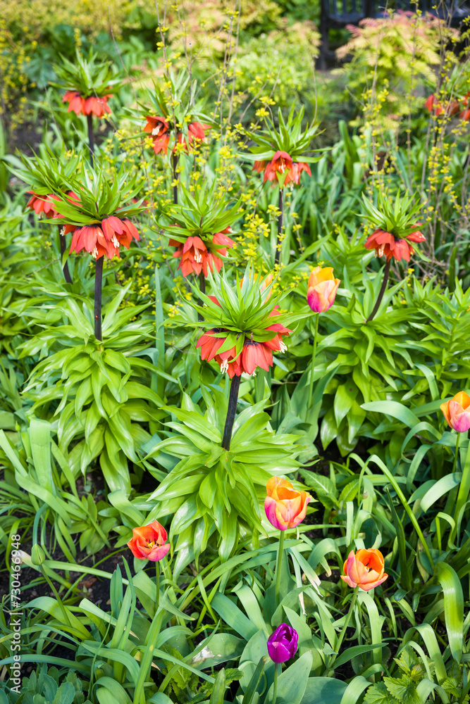 Fritillaria imperialis, crown imperial, in a flowerbed