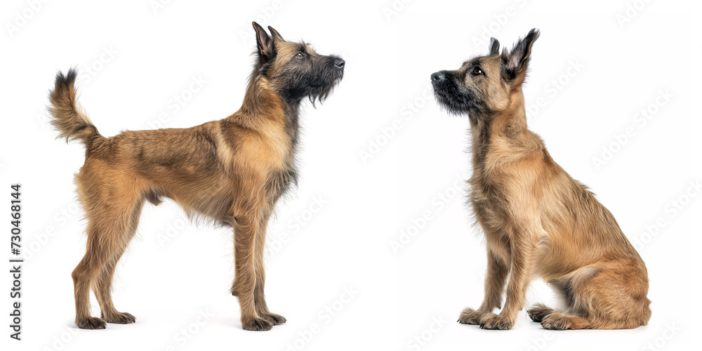 Dog Belgian Laekenois Dog Belgian Laekenois
