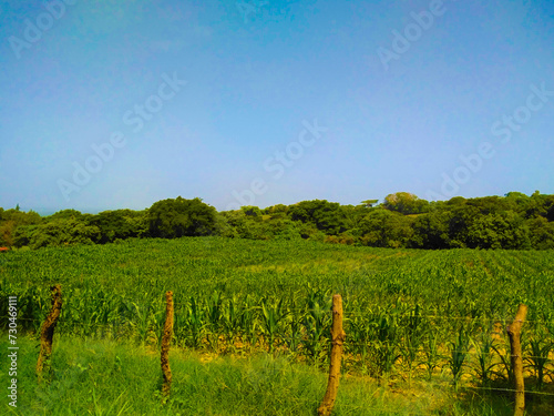 vineyard in region country