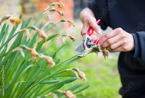 Woman deadheading daffodils in a UK garden