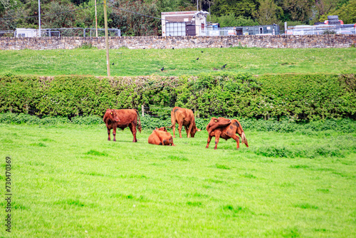 Grazing Cattle Amidst the Green Pastures