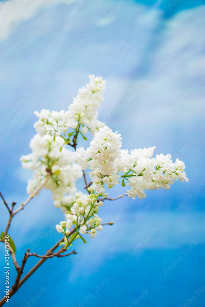 Delicate blooming white lilac on background of blue sky. Delicate blooming white lilac on background of blue sky.