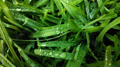 Canvastavla Gotas de rocío en la hierba de un jardín al amanecer