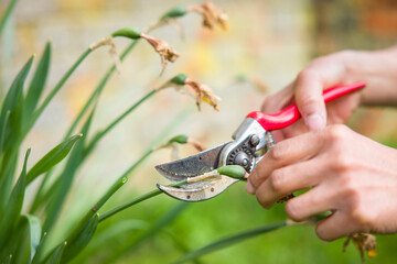 Woman deadheading daffodils in a UK garden