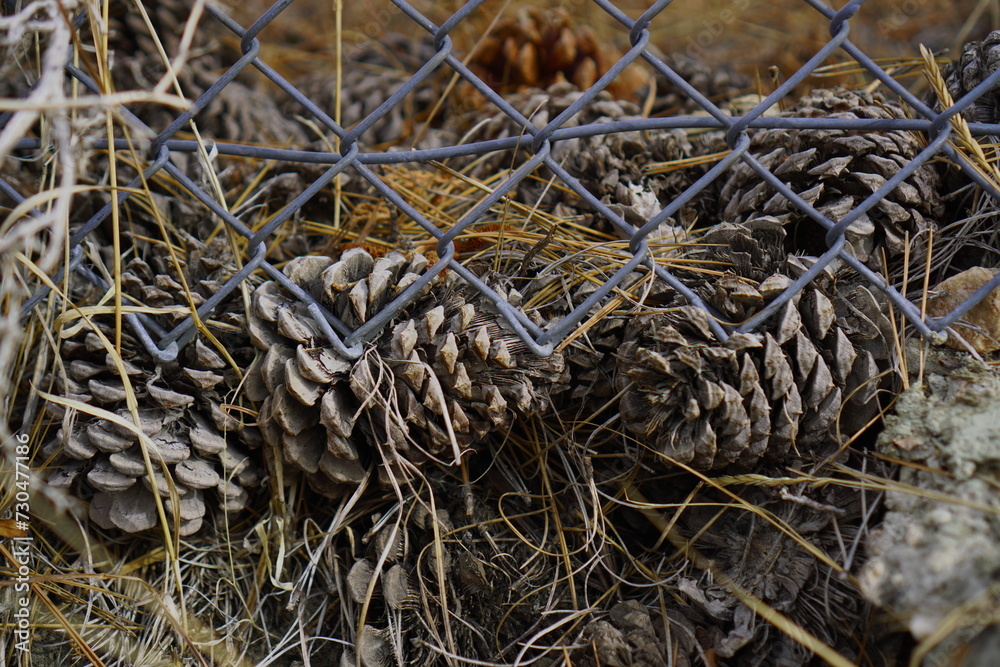 Pinecone in fence