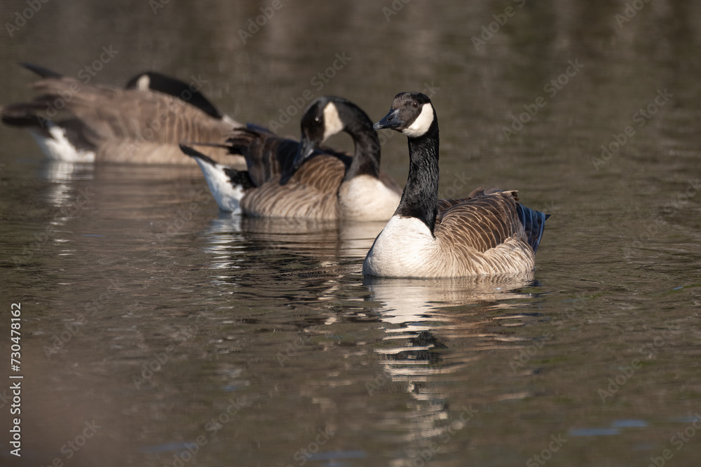 Group of Canada geese floating along the pond water surface while ...
