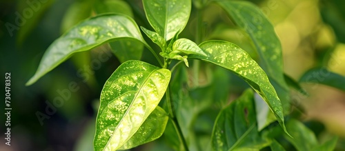 Pepper plant leaves exhibit pale spots due to sunburn when young plants are taken from indoors to direct sunlight outside. photo