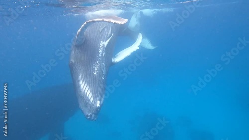 Humpback whale calf approacheds swimmer and turns upside down