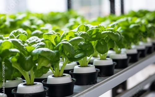 On the white rails  hydroponically cultivated green vegetables are contained within black plastic cups