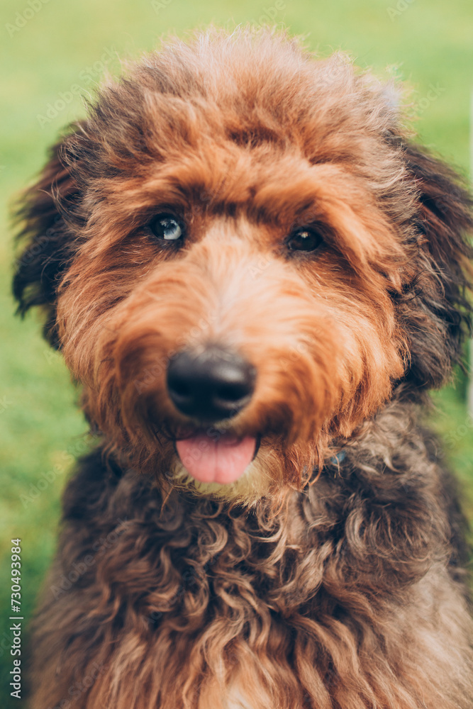 close up of a mixed breed brown shaggy dog with two different colored eyes