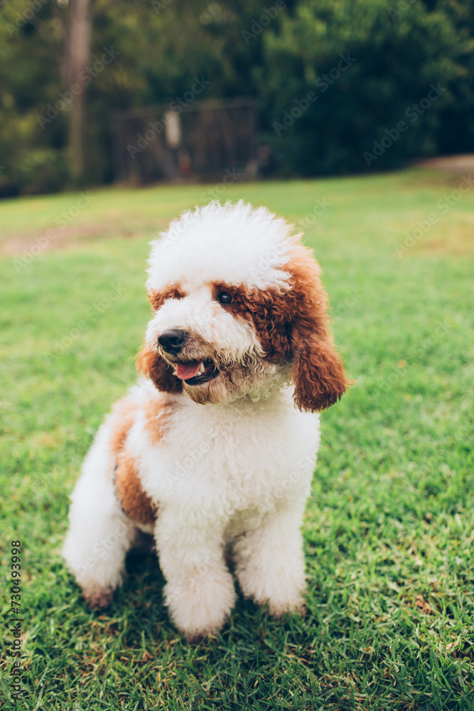 fluffy brown and white poodle mix with big hair fur sitting on the grass