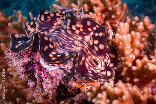 Giant Clam on coral reef in the Pacific Ocean © Mike Workman