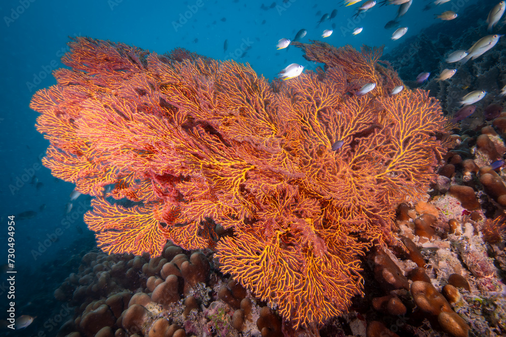 Φωτογραφία Gorgonian sea fan on coral reef in Fiji - Scuba diving in the south Pacific Ocea
