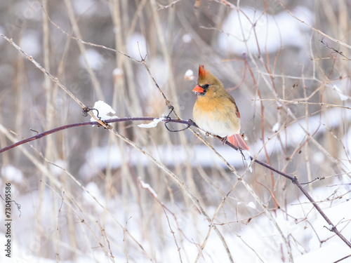 Female Northern Cardinal on a branch against snow covered trees in winter