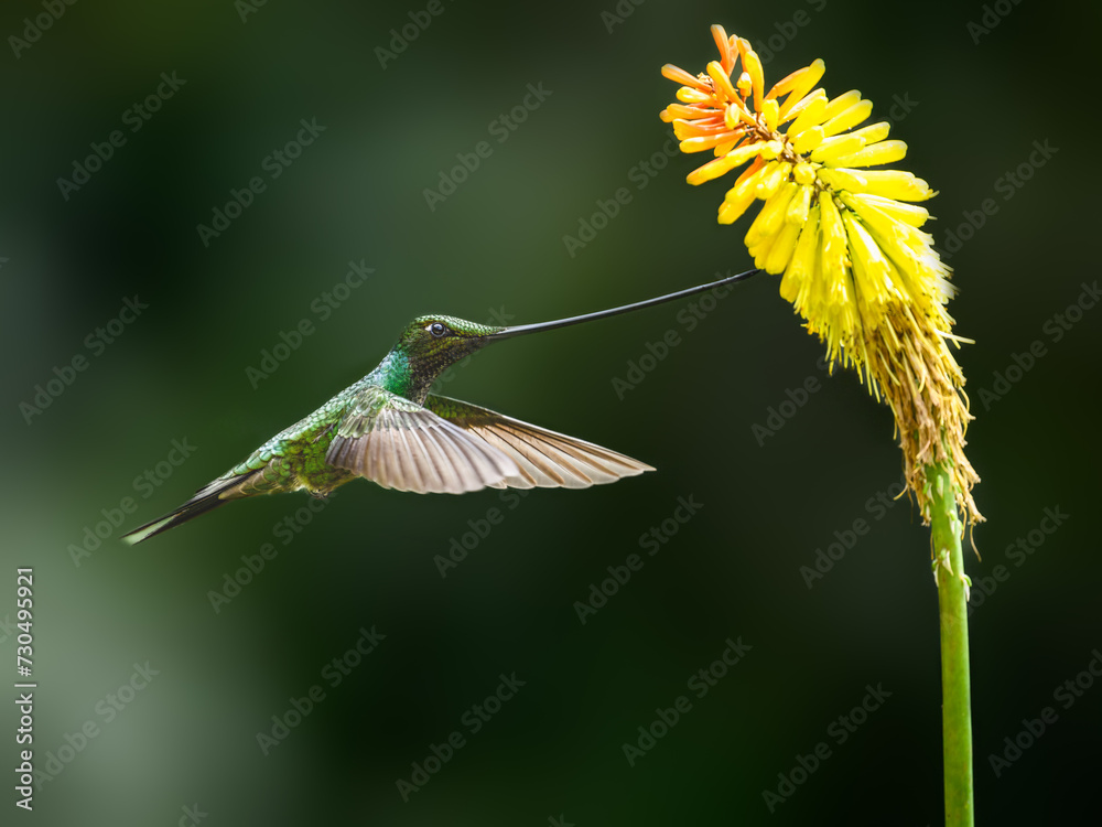 Sword-billed Hummingbird in flight collecting nectar from yellow flowers on green background Sword-billed Hummingbird in flight collecting nectar from yellow flowers on green background