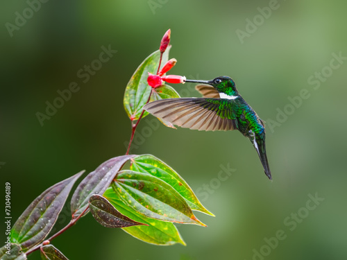 Collared Inca hummingbird in flight collecting nectar from red flower on green background