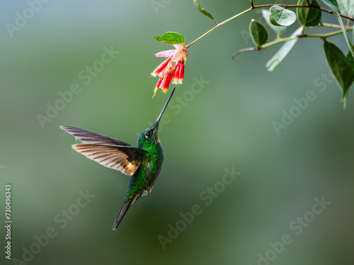 Buff-winged Starfrontlet in flight collecting nectar from red flower on green background