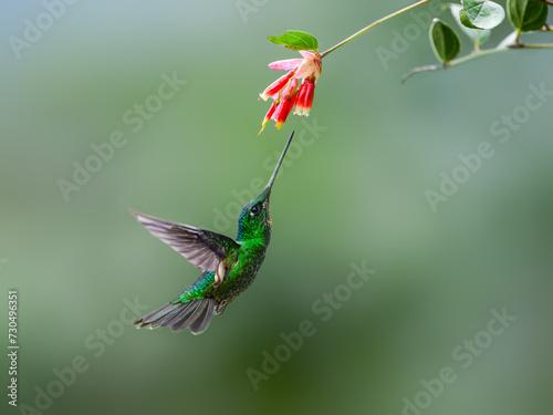 Buff-winged Starfrontlet in flight collecting nectar from red flower on green background photo