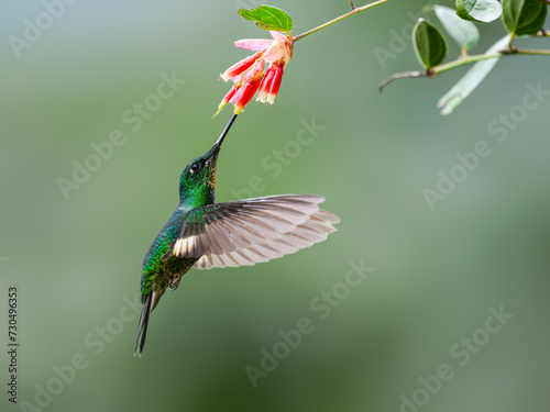 Buff-winged Starfrontlet in flight collecting nectar from red flower on green background photo