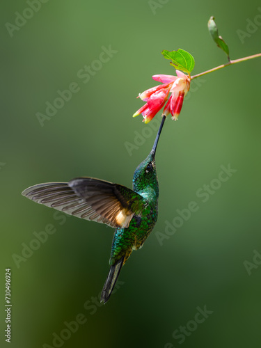 Buff-winged Starfrontlet in flight collecting nectar from red flower on green background photo