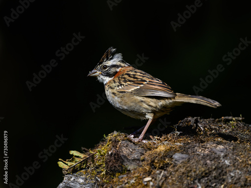 Rufous-collared Sparrow closeup portrait against black background