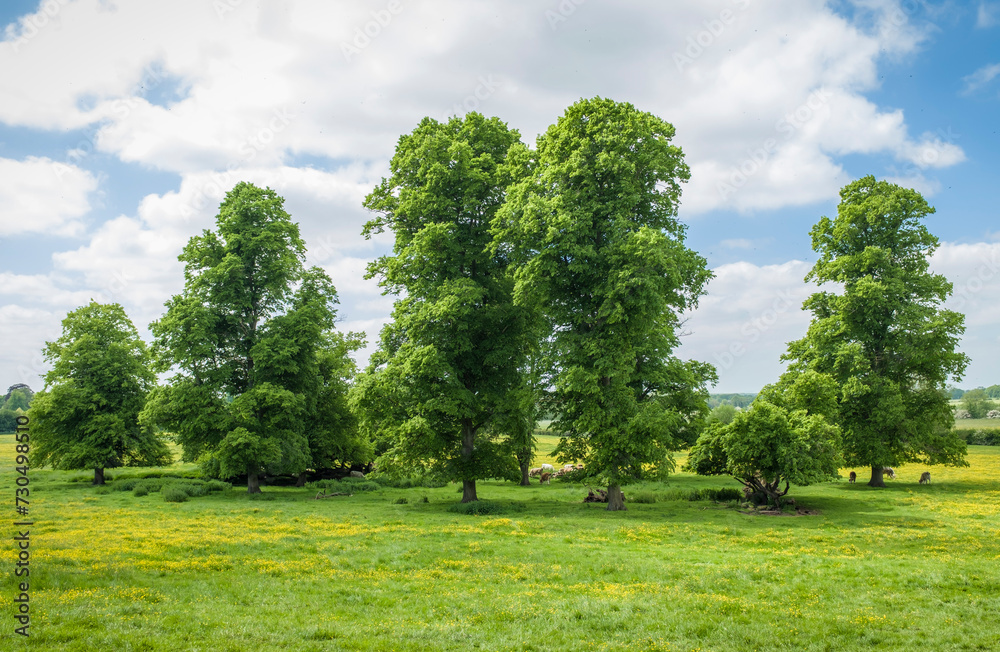 Trees in a field in English countryside. Milton Keynes, UK Trees in a field in English countryside. Milton Keynes, UK