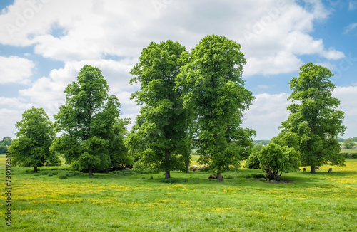 Trees in a field in English countryside. Milton Keynes, UK photo