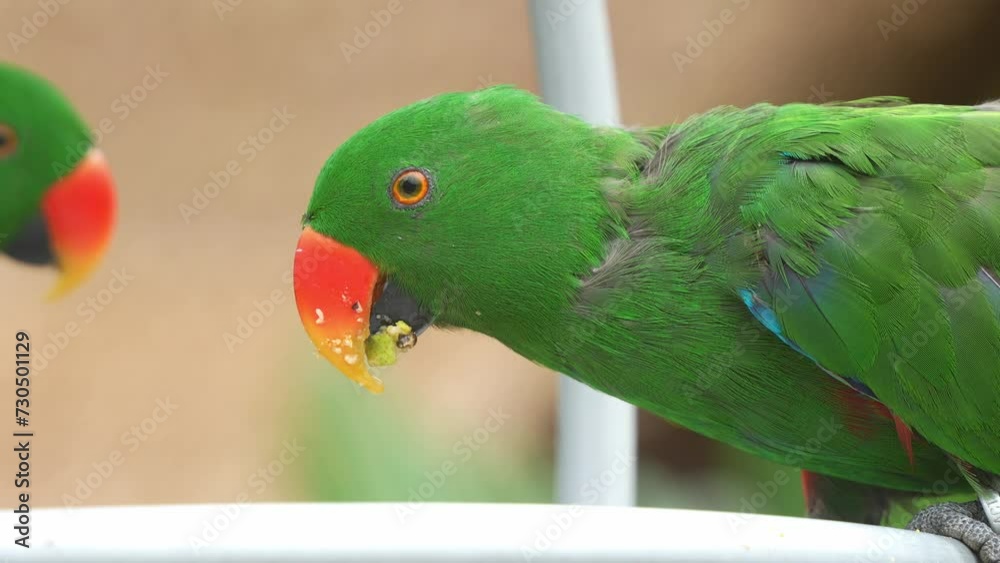 Close up shot of a male moluccan eclectus, eclectus roratus feeding on a mix of fruits, seeds and vegetables in the backyard. Close up shot of a male moluccan eclectus, eclectus roratus feeding on a mix of fruits, seeds and vegetables in the backyard.
