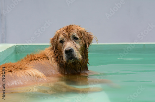 Um cachorro macho e uma cachorra fêmea da raça golden retriever brincada e nadando numa piscina verde. A golden retriever de pelo claro gosta de saltar e pegar o brinquedo. photo