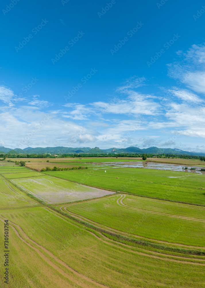 Aerial view Rice fields farm on beautiful cloud. Panorama Green rice baby paddy field plantation in Asia against. concept organic agricultural food farmer.