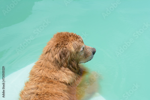 Um cachorro macho e uma cachorra fêmea da raça golden retriever brincada e nadando numa piscina verde. A golden retriever de pelo claro gosta de saltar e pegar o brinquedo. photo