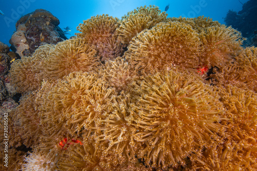 Colorful soft corals on coral reef in the Pacific Ocean