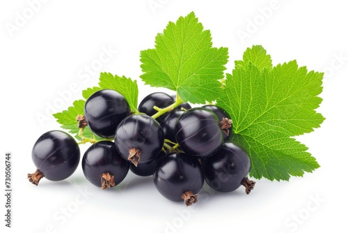 Isolated black currant and leaves gathered
