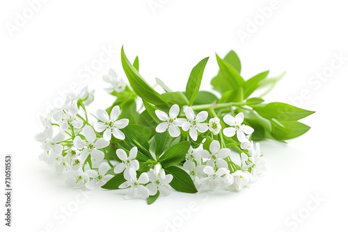 Isolated white background with sweet woodruff flowers photo