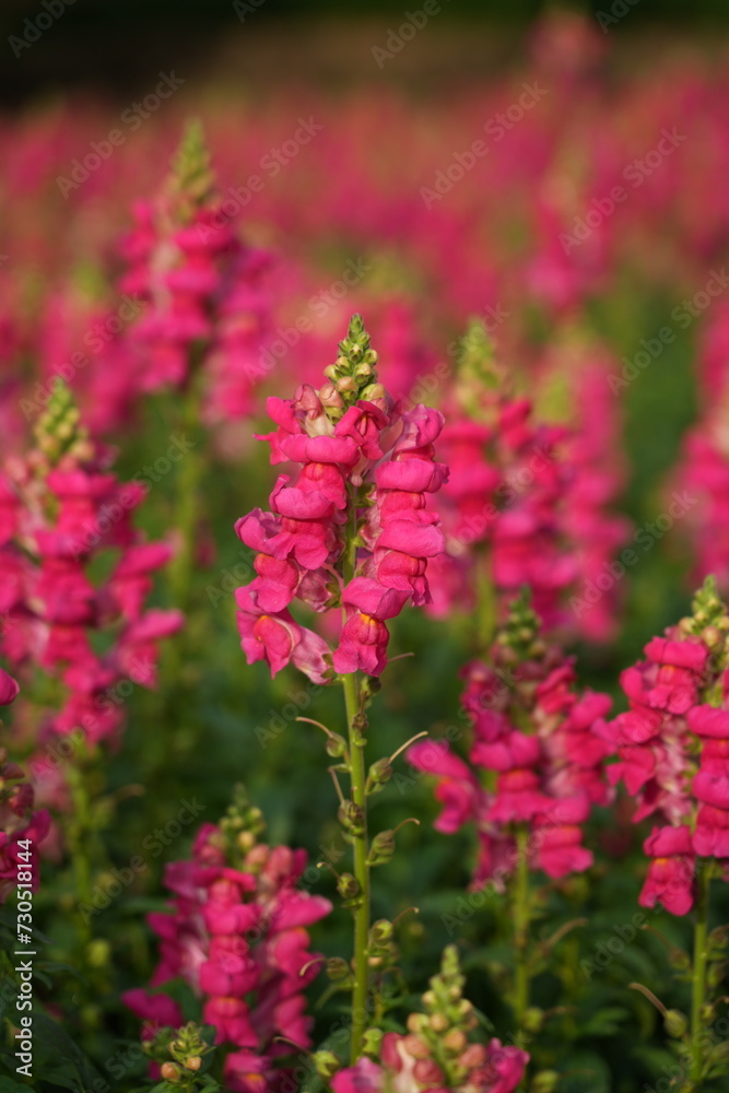 pink flowers in the garden pink flowers in the garden