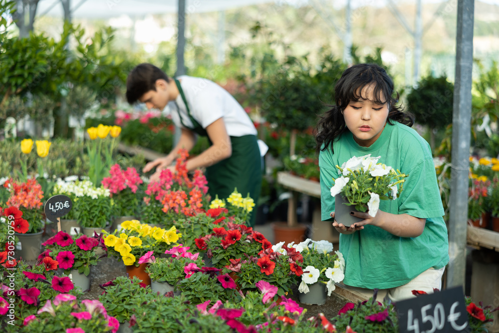 Concentrated young Asian woman in casual clothes choosing potted Petunia flowers while shopping for garden in modern greenhouse