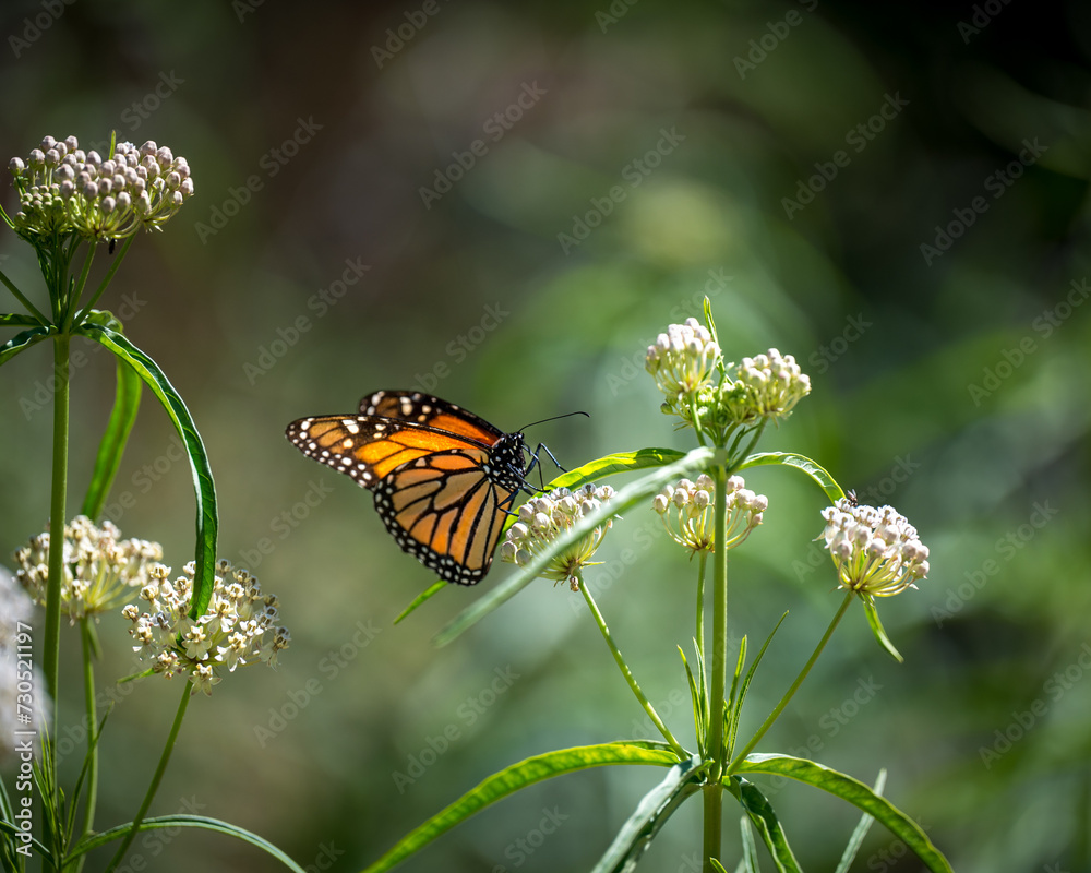 Obraz premium Monarch on plant