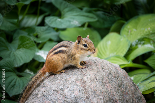 chipmunk in a garden on a rock