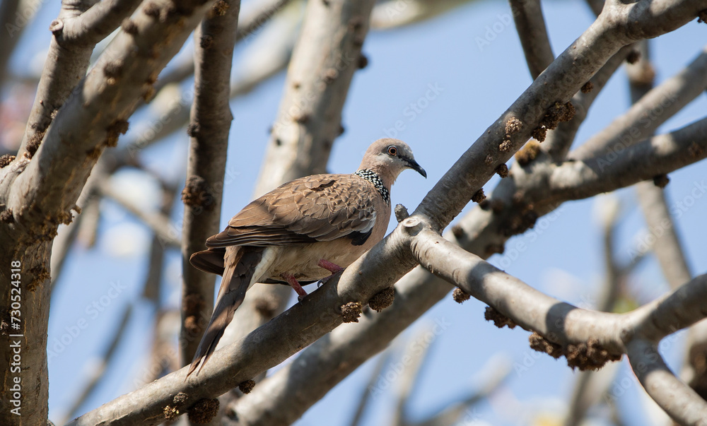 Pigeon on the tree in the garden at sunny day. Pigeon on the tree in the garden at sunny day.