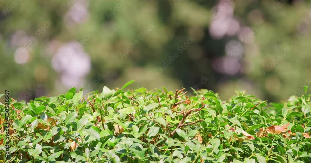 Close-up of a lush green hedge with interspersed red leaves, in soft focus