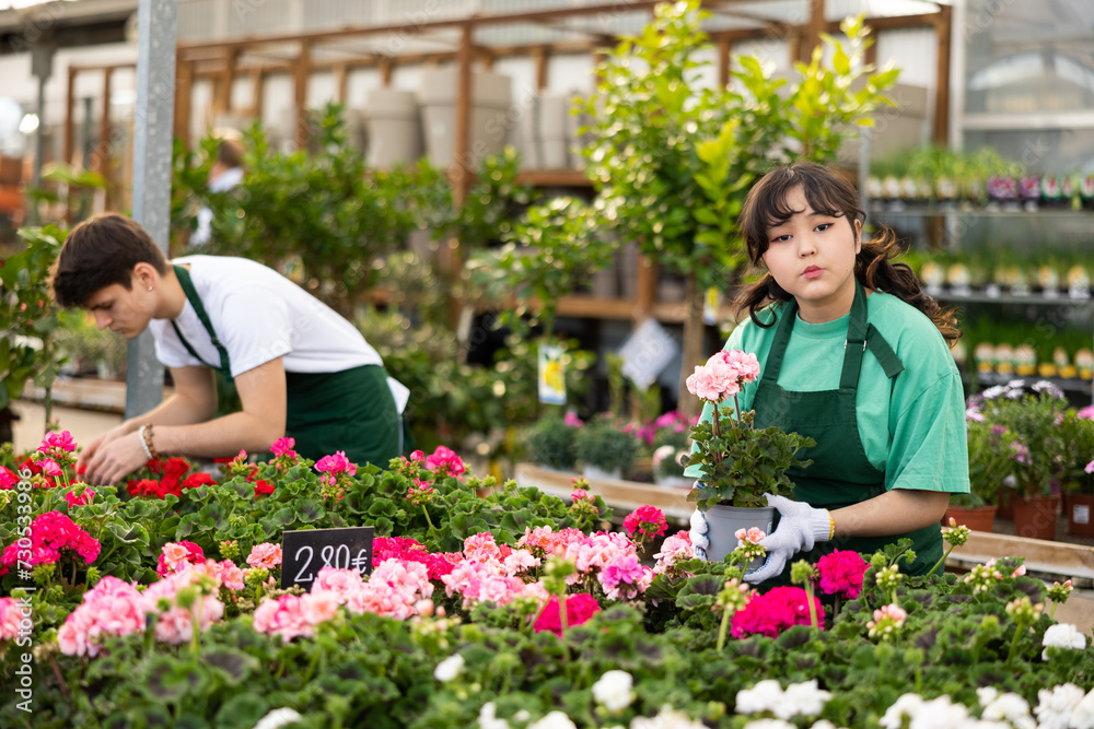 Female flower supermarket worker examines shelf of pelargonium to detect problematic plants