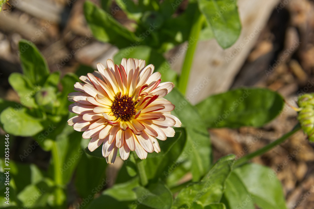 Calendulas Blooming in a Garden Calendulas Blooming in a Garden
