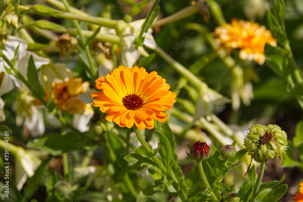 Calendulas Blooming in a Garden Calendulas Blooming in a Garden